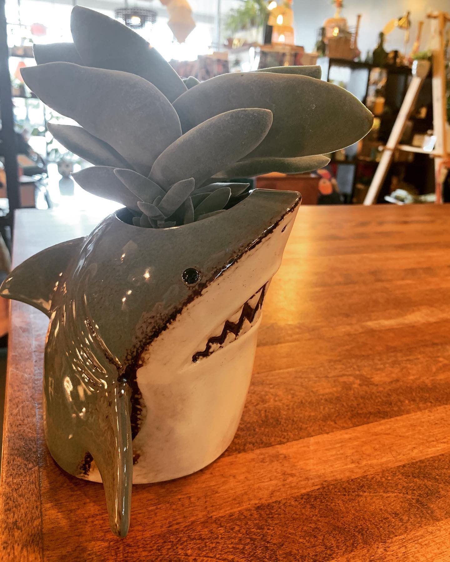 shark planter